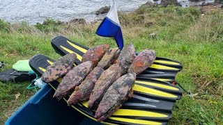 Cook & Eat | Mussel Diving in Wellington NZ