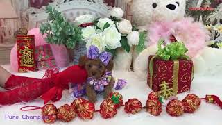 small toy poodle teddy bear 小玩具貴賓犬泰迪熊 681