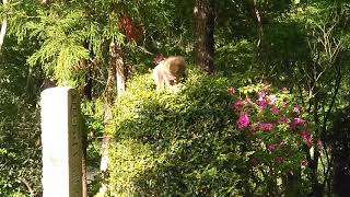 佐和山城のさる🐒