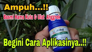 Cara Ampuh Basmi Hama Kutu Dan Ulat Anggrek