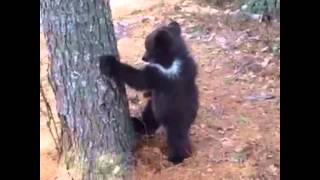 Millie the Syrian Brown Bear vs the Tree