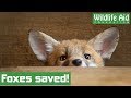 Baby fox cubs given a second chance in the wild!