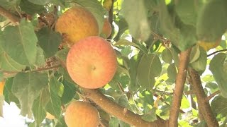 Meet our Farmers: Hidden Star Orchards