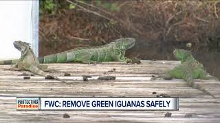 FWC clarifies message to kill invasive iguanas