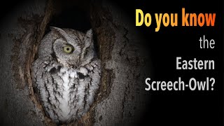 Get to Know the Eastern Screech-Owl (Megascops asio)