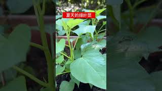 夏天的绿叶菜 #空心菜 #红薯叶 #阳台种菜 #美国乡村