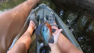 Satilla River Rooster Redbreast Smokes the Swamp Spider!!