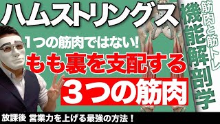 『腿裏を支配する3つの筋肉！』CHICKEN HEART TV vol.186座学