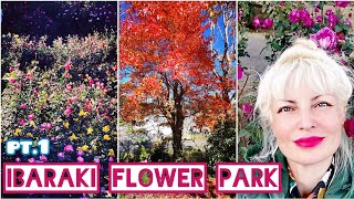 Stunning 🌹 IBARAKI FLOWER PARK \u0026 ROSES Huge Garden in Japan 🌞 November by Adeyto pt.1