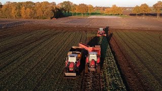 Suger beet harvest with Massey Ferguson