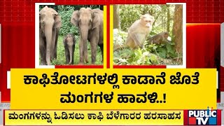 ಮಂಗಗಳನ್ನು ಓಡಿಸಲು ಕಾಫಿ ಬೆಳೆಗಾರರ ಹರಸಾಹಸ | Kodagu | Public TV