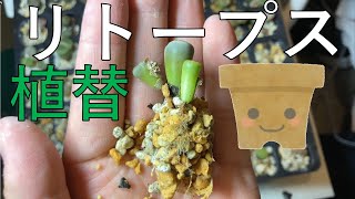 リトープス植替えします！