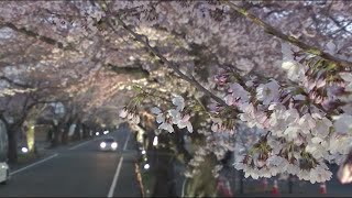 ゲートに閉ざされた夜の森の桜並木　規制緩和で自由に散策　サクラが住民の帰りを待つ＜福島県富岡町＞ (22/04/08 19:20)