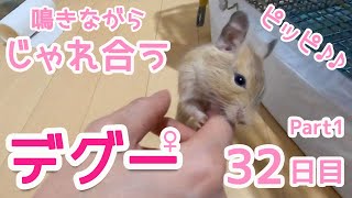 デグー ピッピ鳴きながらじゃれ合う degu｜ゆるVlog011