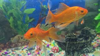 4K Comet Goldfish in Aquarium কমেট গোল্ডফিশ একুরিয়ামে | 71BD