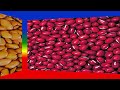 differences between medical and health benefits of red mung bean and tepary bean