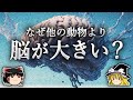 人類の脳はなぜ他の動物より巨大に進化したのか？【ゆっくり解説】