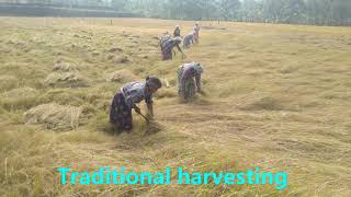 ###Paddy Harvesting#### Wayanad###Johnson O V###Organic Wayanad##