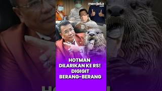 Hotman Ambruk Dilarikan ke RS Singapura! Digigit Berang Berang #merdekaplus