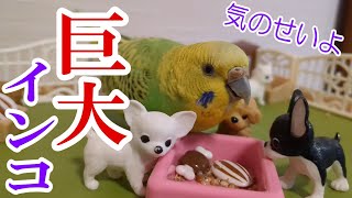 巨大セキセイインコ/フォージング/オヤツ探し【インコの飼い方】〈♯298〉