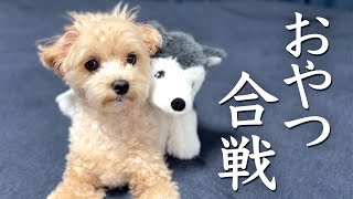 愛犬の横にいるぬいぐるみにオヤツをあげようとしたら必死に阻止する姿が可愛すぎました。【マルプー/Maltipoo COCO】