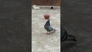 Madrasi kabootar- kabutar kabootar,,black fantasy kabutar white,,Madrasi pigeons price#short #viral