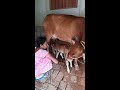 cow milking by @bengalicowvlog shorts trending cow cowmilking milk