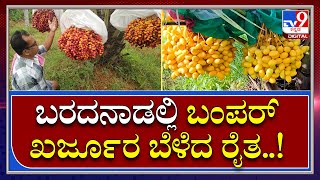 Dates Garden: ಖರ್ಜೂರ ಬೆಳೆದು ಭರಪೂರ ಲಾಭ ಕಂಡ ಚಿಕ್ಕಬಳ್ಳಾಪುರದ ರೈತ..! | Tv9 Kannada