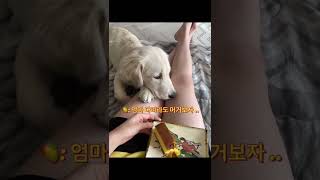 주인 간식 뺏어 먹으려고. .. 애교로 주인 녹이는 강아지🫠 #shorts