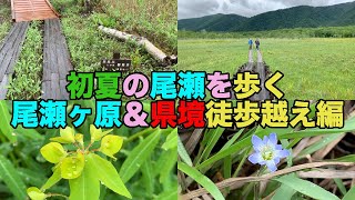 【#0472-2】初夏の夜行日帰り尾瀬ヶ原・後編：尾瀬ヶ原で野花たっぷり＆県境徒歩越え2件【タテヤマリンドウ】【タカトウダイ】【ワタスゲ】【ニッコウキスゲ】【ヒメシャクナゲ】