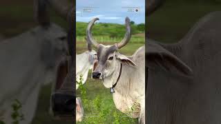 🔴 GUZERAT CATTLE ✅ Biggest Bulls And Cow