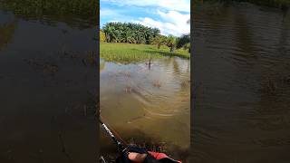 Kalau waktu banjir ikan gabus nya ganas ganas #shorts