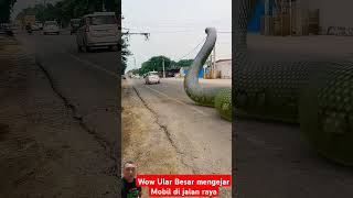 Ular besar sedang mengejar mobil di jalan raya #shortvideo #short #shorts