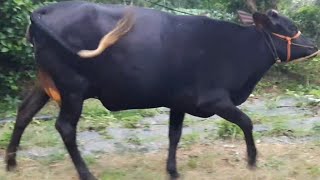 Gangamma dairy 10. #cow #cowvideo #cows #cowvideos          9741253214