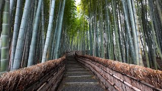 Walking to Adashino Nenbutsuji Temple - Bamboo Path Adashino Kyoto Japan #japanholiday#walkingtour