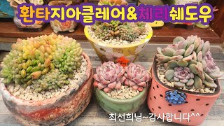 250217 선물받아보험용환타지아클레어가생겼어요!섭외주이던체리쉐도우군생을만나수다쟁이화분에분갈이해요~^^ #다육이 #succulent #たにくしょくぶつ #다육식물 #다육이분갈이