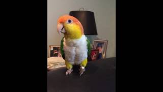 Tory the Caique parrot sings Classical Music Offenbach 