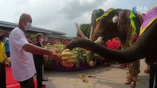 Thailand Lays Out Fruit Buffet For Elephants