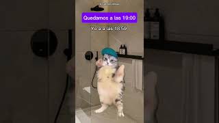 Os pasa?? (Meme de gatos)