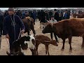 Согин сигир нархларда 🐄🥸 24 02 2025 карши карвон мол бозори 😱