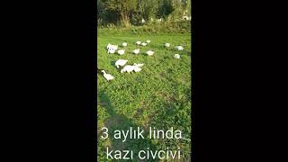 Linda kazı civcivi ( yaklaşık 3 aylık)