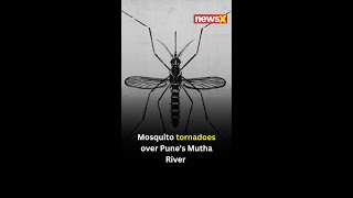 Watch: Mosquito Tornado Looms Over Pune River | NewsX