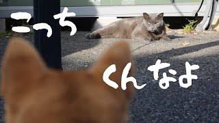 柴犬ビビりまくり！貫禄ありすぎる野良猫に遭遇！【甲斐犬・柴犬】