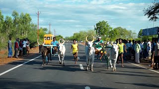 இளங்குடி பெரியமாடு || 29.06.2022 || V Photography