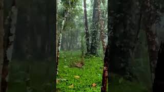 Walking in Heavy Monsoon Rain #Kerala #IndianAmbience #rainsoundsforsleeping #monsoonseason #asmr