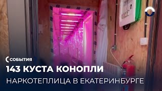 Новогодний обыск раскрыл тайную наркотеплицу в Екатеринбурге