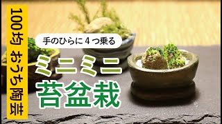 ミニミニ苔盆栽のつくりかたを5分で紹介！  ( #オーブンねんど で玉づくり・板づくり） [ #100TOU ] #2