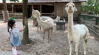 《台南親子景點》頑皮世界野生動物園｜近距離互動餵小動物｜門票超划算｜小孩放電的首選景點