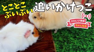 お尻ふりふりモルモットの追いかけっこ　cute guineapig