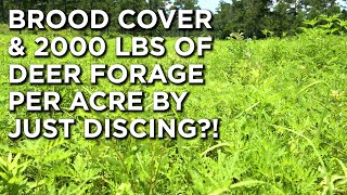 Improve Quail, Turkey & Deer Habitat/Forage By Just Discing?!